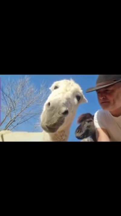 Handsome donkey