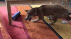 Going full Mike Tyson on the rug