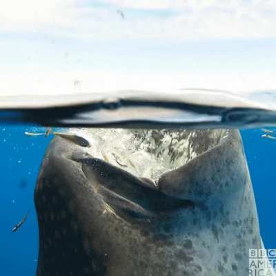 ? Rhincodon typus using its filter feeding strategy to create a vortex near the surface and have an easy dinner.
