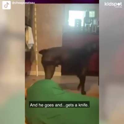 The dog tried to finish the job?
