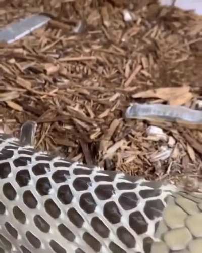 ? nothing to say about this snake shedding its skin