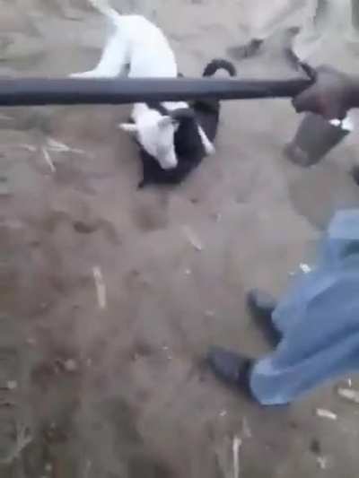 Man caught in tractor