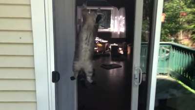 I go outside for one second, and Freyja is trying to destroy our screen door