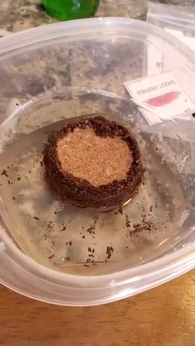 Watching this dehydrated soil expand.