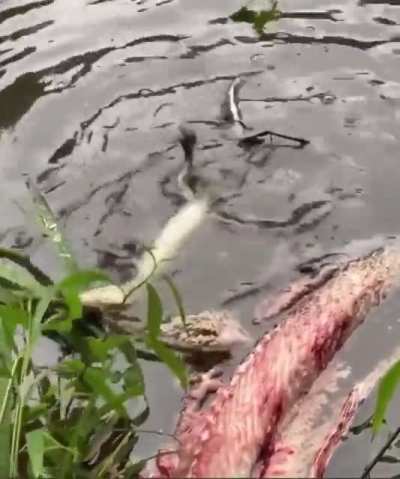 This baby croc did a mini death roll.