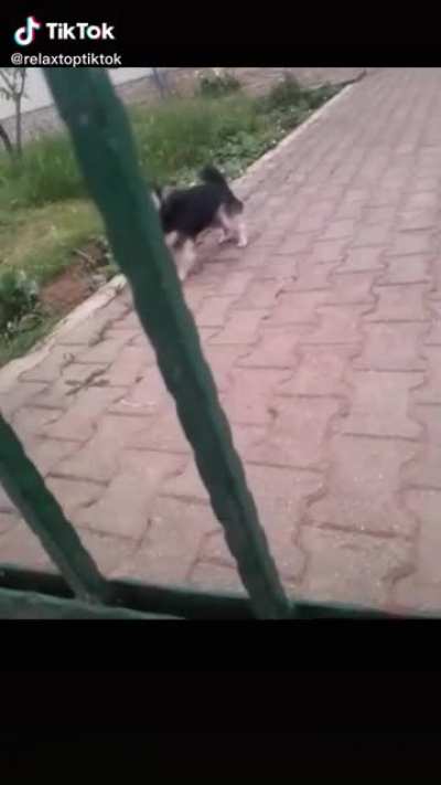 Nice doggie ?