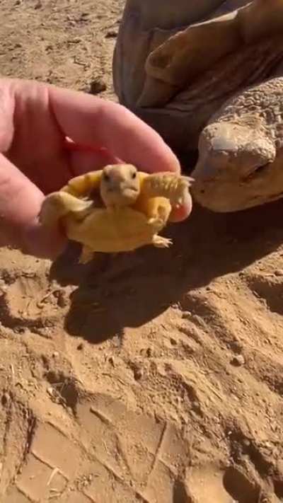 Big ike meets Baby ike. Was terrified he would go "nom"