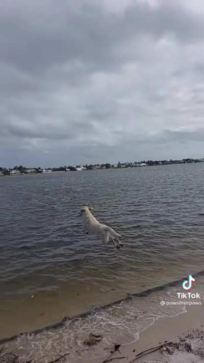 Dog gets unbelievable airtime