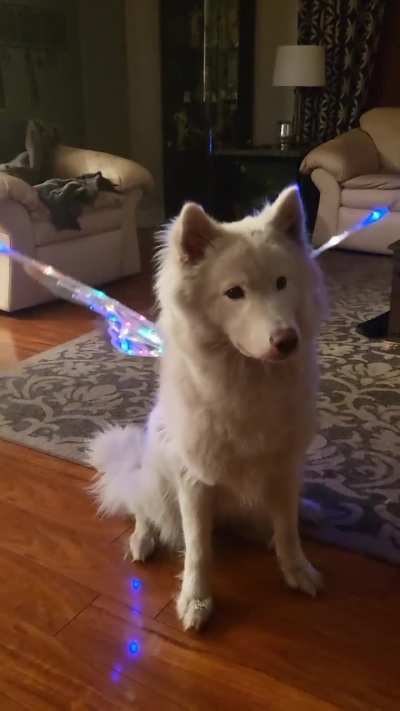 Pyshka's first Halloween costume ?