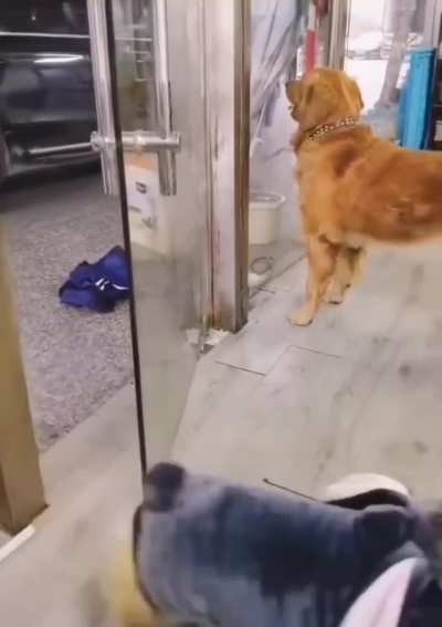 Just Corgi things
