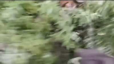 ? A Tigress charges out of the dense undergrowth and attacks an Elephant.