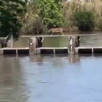 ? Bobcat- what a jump