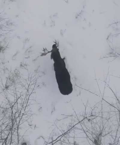 ? Moose sheds antlers ?