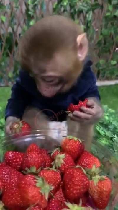Cute monkey eating strawberries ?