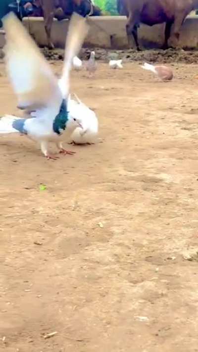 ? Pigeon Does 3 Backflips