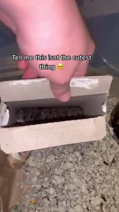 What could be hiding in this corn box?