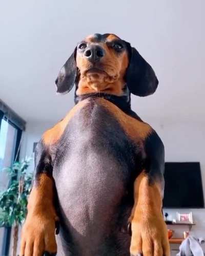 I feel like my dog just woke me up from a nap to fight me! ??