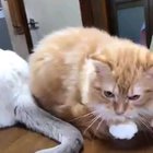 Mind your own tail business??