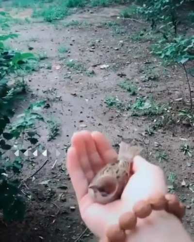 Tiny little bird ?