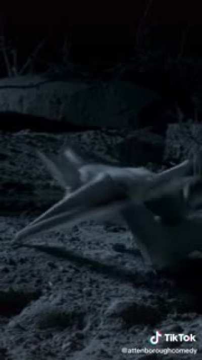 Vampire or Bat