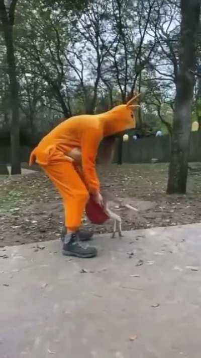 Two kangaroos having fun.