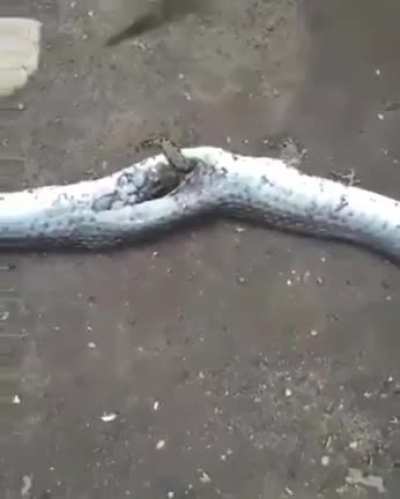 Snake food.