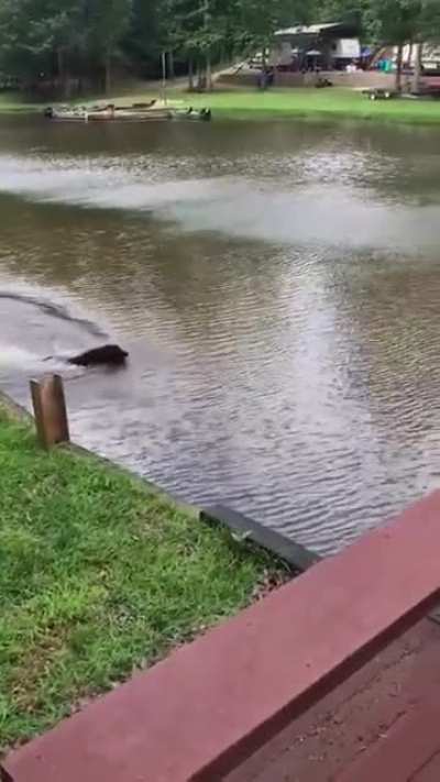 Poor Dog ??