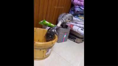 Jerk Cat!!