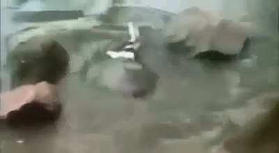 ? Turtle caught a bird on land, then returned to the water