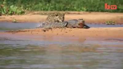 ?Jaguar ambushes water predator from behind.