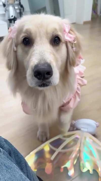 That's not a dog, that's a lil girl.