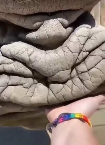 Rhino gets an orange?