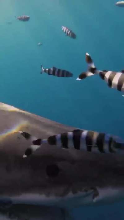 ? A close encounter with Lucy, a battle-scarred white shark.