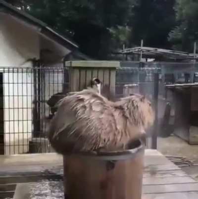 "Ooooh a tub... let me fit myself in... there perfect.... aaaaaahhhhhh" - Capybara