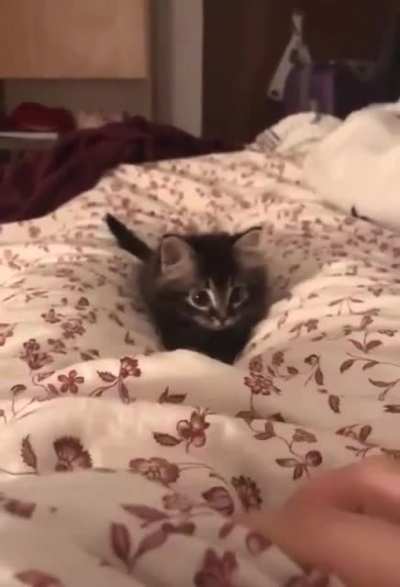 Look at this cute kitten!