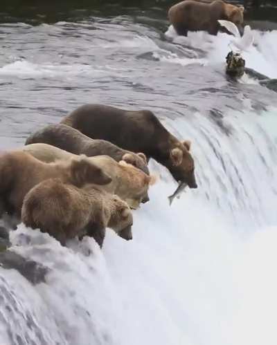 ? All-you-can-eat buffet at the Brooks Falls, Alaska ?