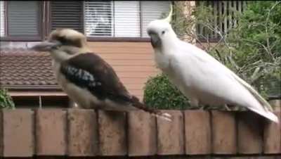 ? Cockatoo pulling an annoyed Kookaburra’s tail feathers ?