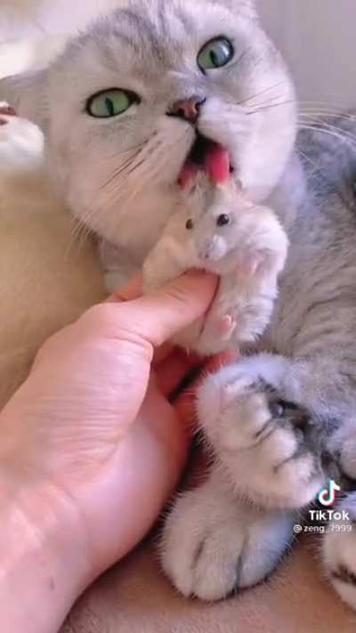This cat and hamster are buddies ?