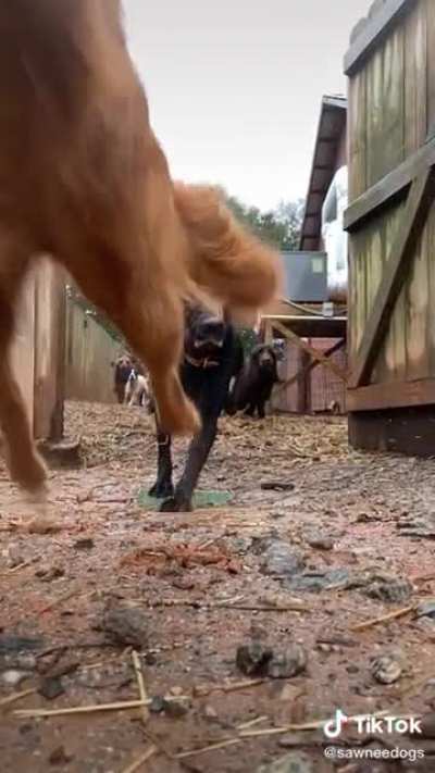 Stampede!