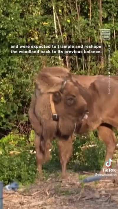 First wild bison in the UK
