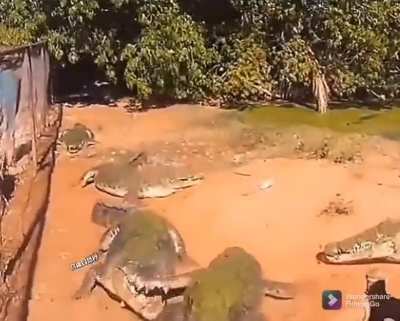 Lazy crocodiles