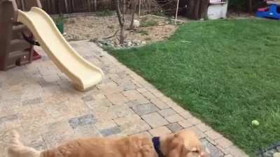 Dog can’t catch food