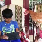 If chickens could talk!! LMAO