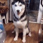Husky is still learning how to "shake"