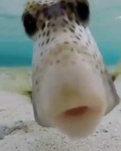 Kiss ?