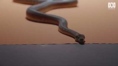 Babies playing with snakes