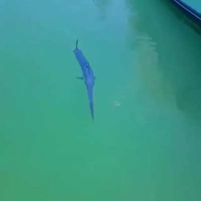? Juvenile swordfish swimming in shallow water