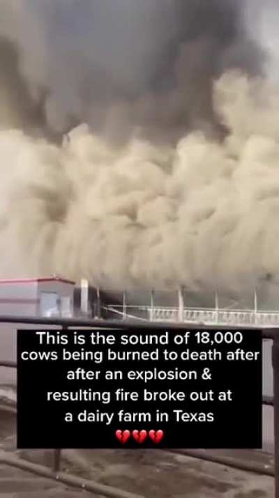 18,000 Cows Burn to Death in Texas Dairy Farm ?