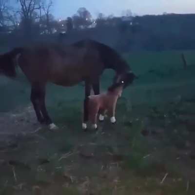 You are not my son
