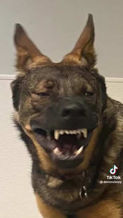 Cursed photos of dogs from daycare